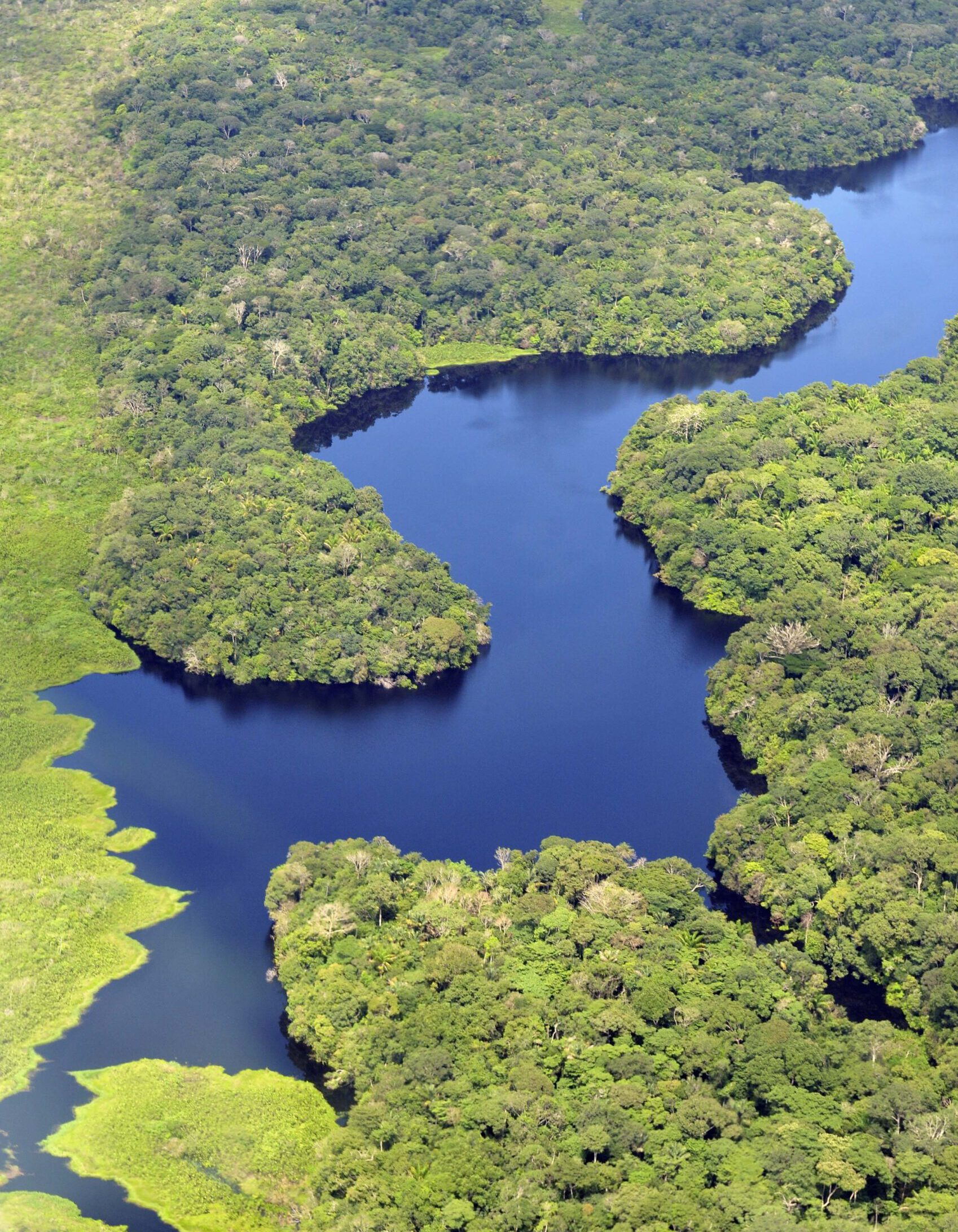 Amazon Rainforest, near Manaus